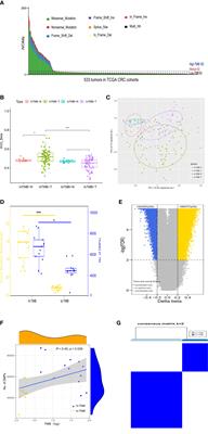 DNA methylation-based patterns for early diagnostic prediction and prognostic evaluation in colorectal cancer patients with high tumor mutation burden